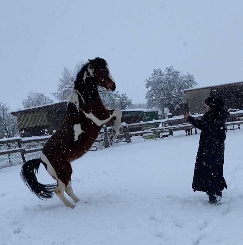 Freiarbeit mit Pferd