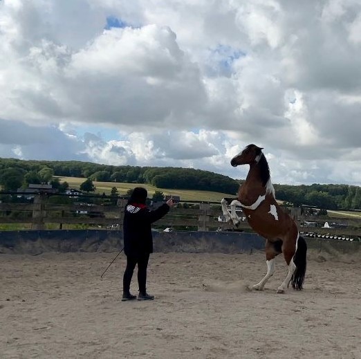 Bodenarbeit mit Pferd