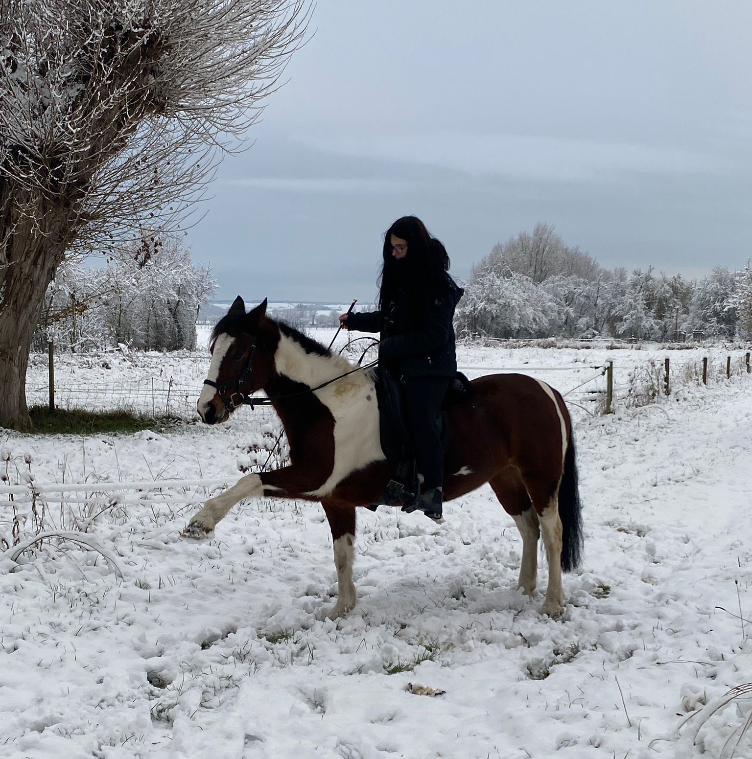 Bodenarbeit mit Pferd