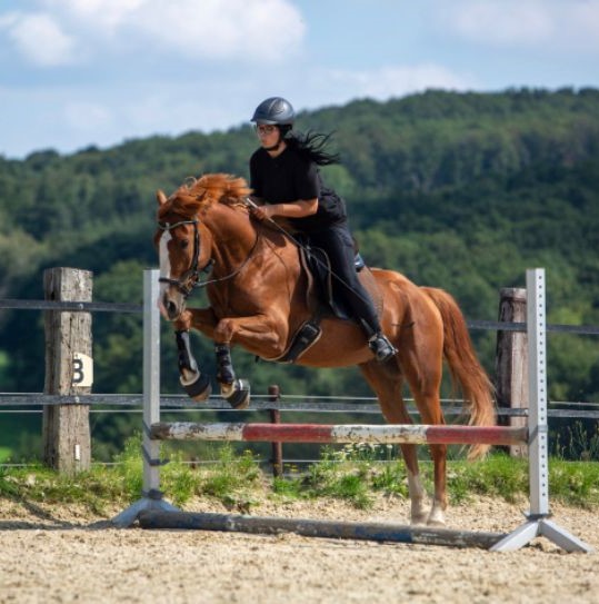 Bodenarbeit mit Pferd