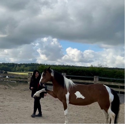 Bodenarbeit mit Pferd