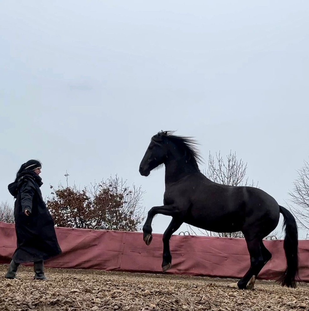 Bodenarbeit mit Pferd