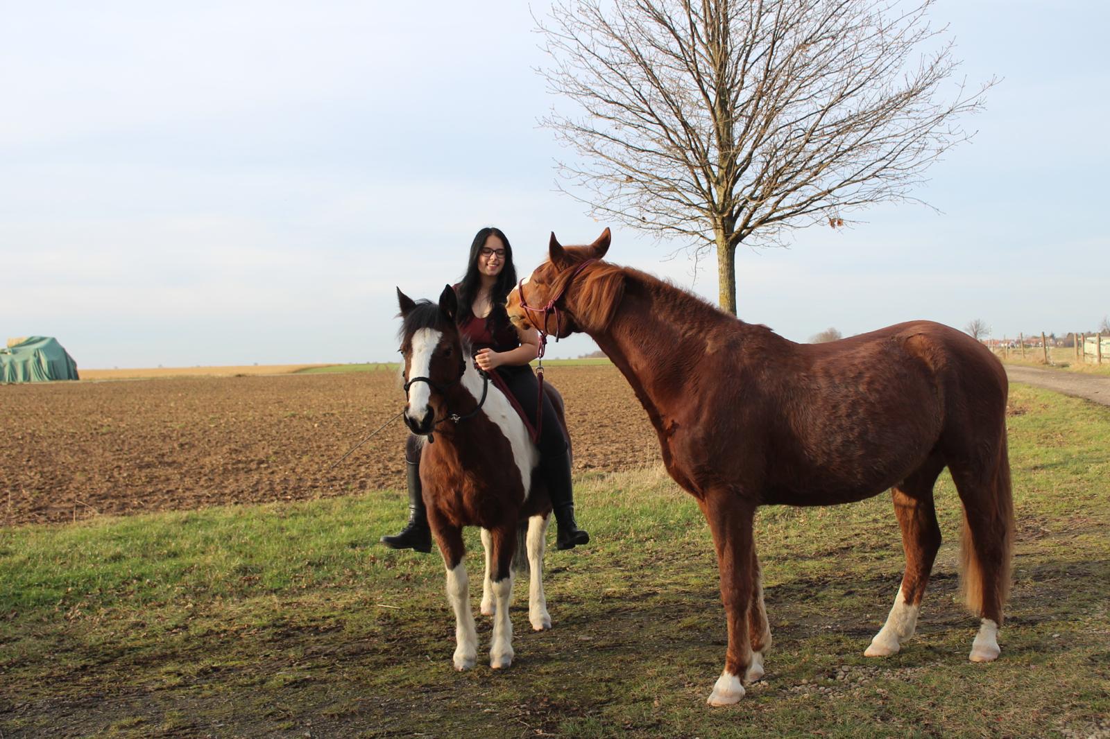 Pferd bei Sonnenuntergang
